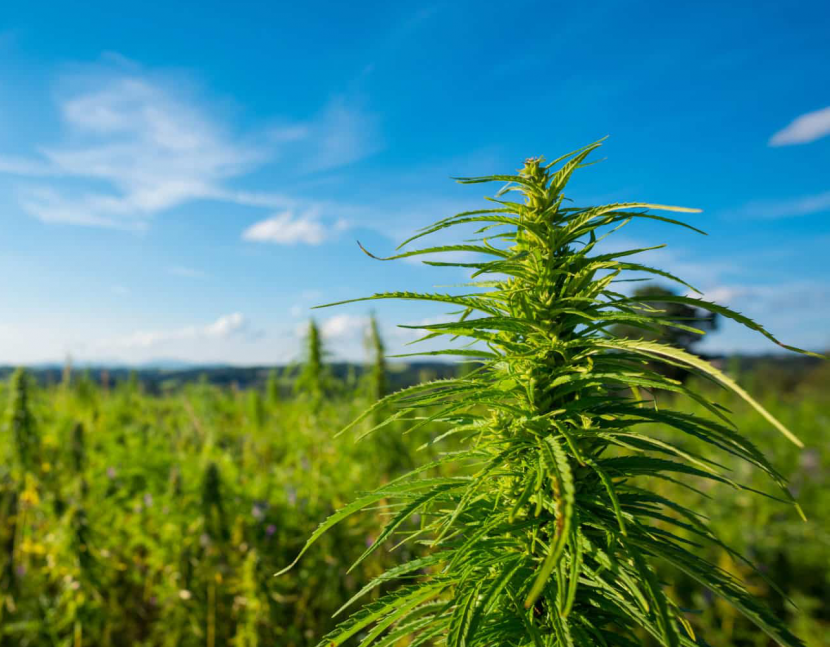 Canva-Cannabis-farm-field-view