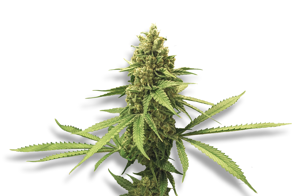cannabis-plant-anatomy-1920x1280