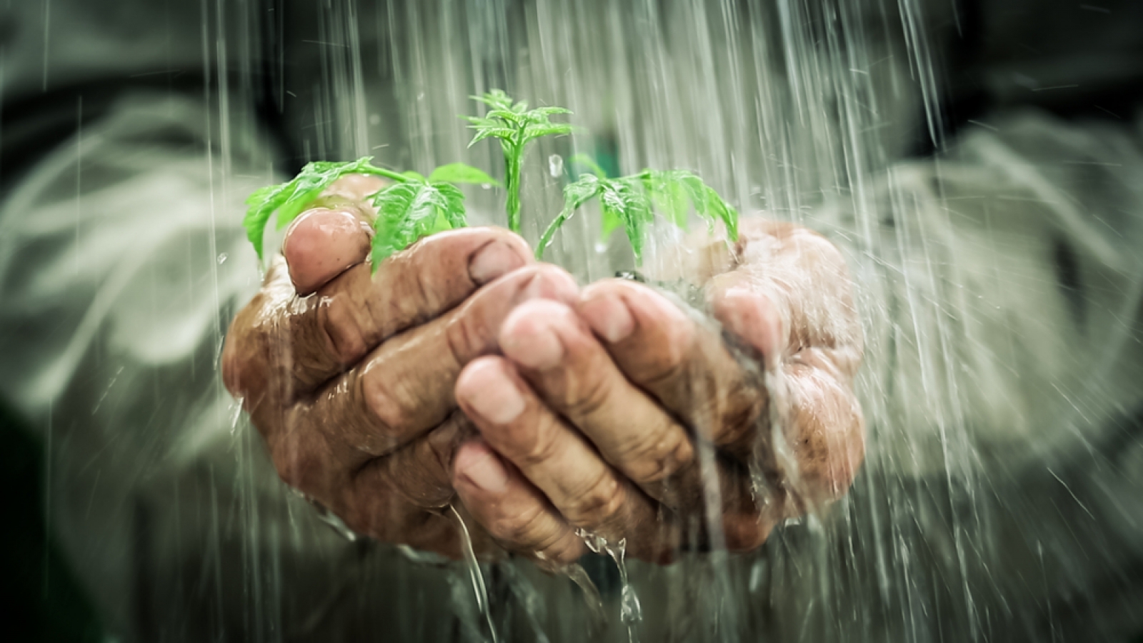 How-To-Water-Cure-Cannabis-