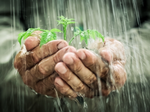 How-To-Water-Cure-Cannabis-