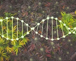 Cannabis DNA