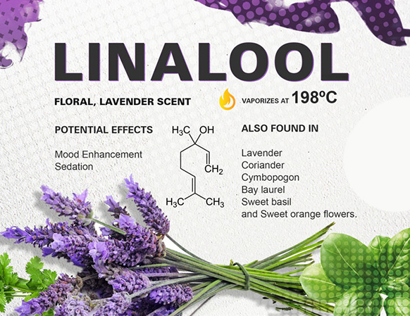 Linalool: This terpene has a floral aroma and is known for its relaxing and sedative effects. It is also found in other plants, such as lavender and chamomile.