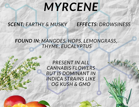 Myrcene: This is the most abundant terpene in cannabis, and it is known for its relaxing and sedative effects. It is also found in other plants, such as hops and lemongrass.