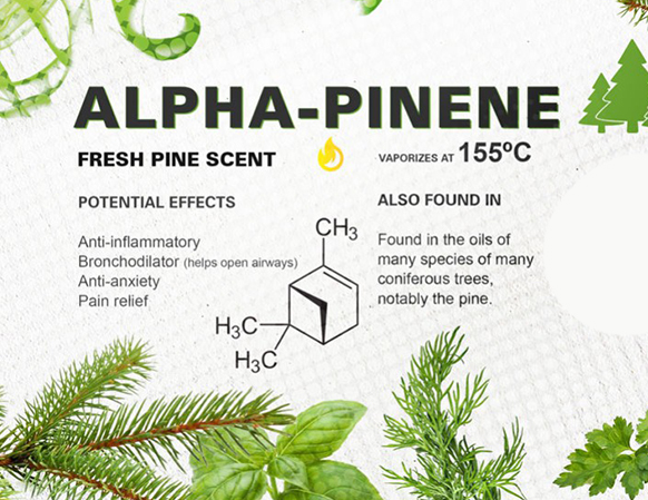 Pinene: This terpene has a piney aroma and is known for its stimulating and cognitive-enhancing effects. It is also found in other plants, such as pine needles and rosemary.