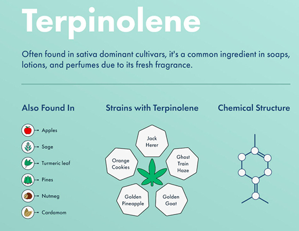 Terpinolene: This terpene has a woodsy aroma and is known for its uplifting and energizing effects. It is also found in other plants, such as bay leaves and apples.