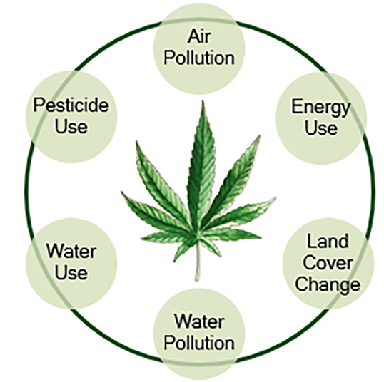 Environmental factors of Cannabis