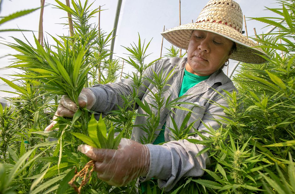 Hemp farmers inspecting plants