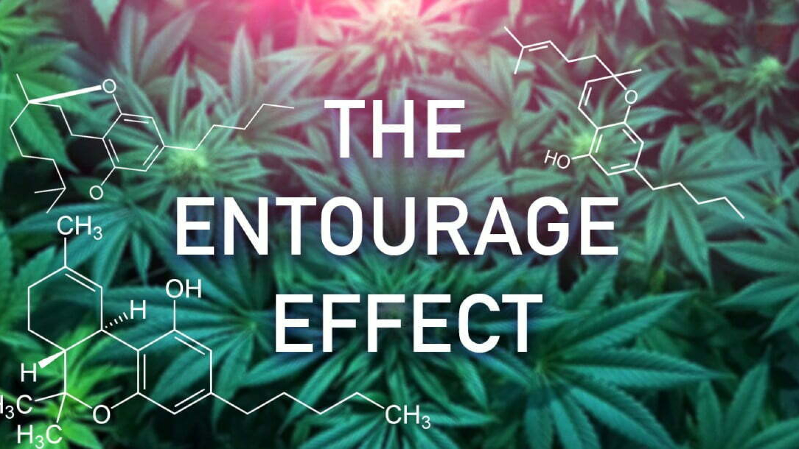 What-is-the-Entourage-Effect