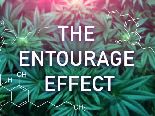 What-is-the-Entourage-Effect