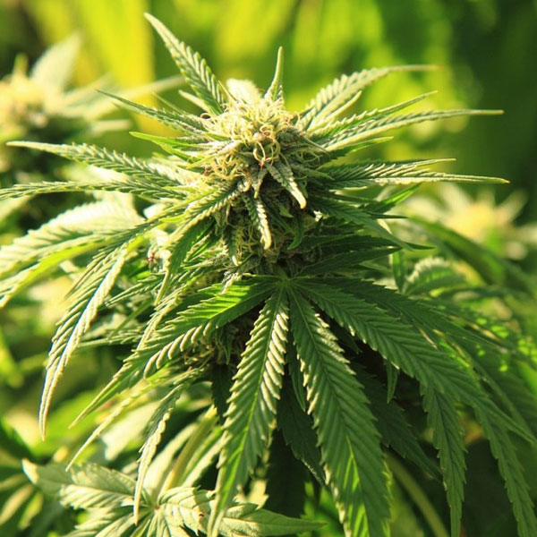 Futura 75 strain